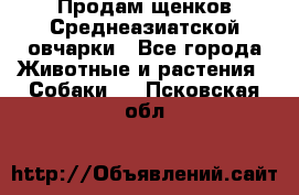 Продам щенков Среднеазиатской овчарки - Все города Животные и растения » Собаки   . Псковская обл.